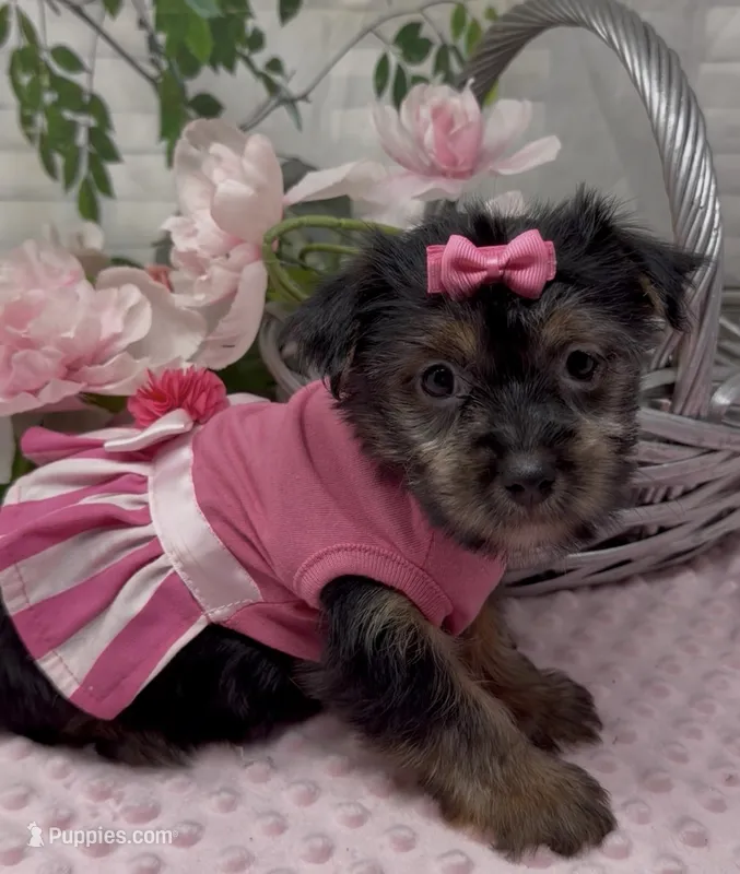 Maggie – Yorkshire Terrier, Shorkie puppy for sale in Sellersburg, IN