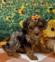 ZsaZsa - silver merle, a female Yorkipoo and Yorkshire Terrier for sale in Sellersburg, IN – 7 of 8