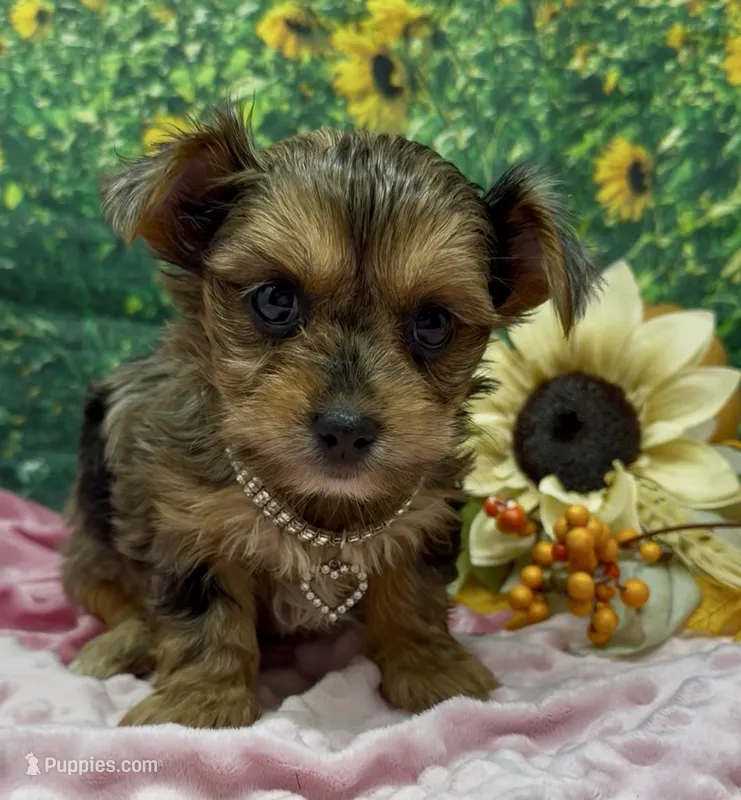 Prada - blue merle – Yorkshire Terrier, Shorkie puppy for sale in Sellersburg, IN