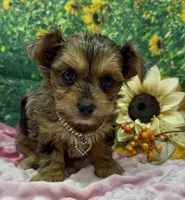 Prada - blue merle, a female Yorkshire Terrier and Shorkie for sale in Sellersburg, IN – 1 of 10