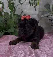 Molly, a female Yorkshire Terrier and Shorkie for sale in Sellersburg, IN – 4 of 5