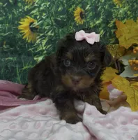 Tiny Ariel -(chocolate), a female Yorkshire Terrier and Shorkie for sale in Sellersburg, IN – 4 of 7