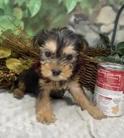 Chopper -Tiny, a male Yorkshire Terrier and Shorkie for sale in Sellersburg, IN – Photo 4 of 10