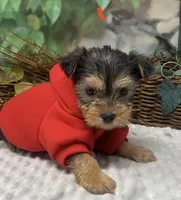 Chopper -Tiny, a male Yorkshire Terrier and Shorkie for sale in Sellersburg, IN – Photo 3 of 10