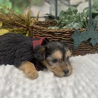 Chopper -Tiny, a male Yorkshire Terrier and Shorkie for sale in Sellersburg, IN – Photo 5 of 10