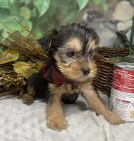 Chopper -Tiny, a male Yorkshire Terrier and Shorkie for sale in Sellersburg, IN – Photo 10 of 10