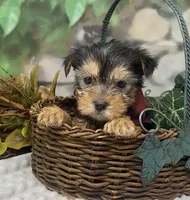 Chopper -Tiny, a male Yorkshire Terrier and Shorkie for sale in Sellersburg, IN – Photo 6 of 10