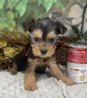 Chopper -Tiny, a male Yorkshire Terrier and Shorkie for sale in Sellersburg, IN – Photo 1 of 10