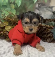 Chopper -Tiny, a male Yorkshire Terrier and Shorkie for sale in Sellersburg, IN – Photo 9 of 10