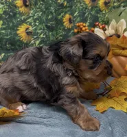 Blue Merle -hazel eyes, a male Yorkshire Terrier and Shorkie for sale in Sellersburg, IN – 3 of 10