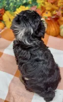 Layla - BlackBerry merle , a female Yorkipoo and Yorkshire Terrier for sale in Sellersburg, IN – 5 of 9
