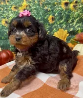 Layla - BlackBerry merle , a female Yorkipoo and Yorkshire Terrier for sale in Sellersburg, IN – 3 of 9