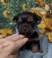 Teddy Bear, a male Yorkshire Terrier and Shorkie for sale in Sellersburg, IN – 2 of 7