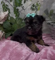 Maggie, a female Yorkshire Terrier and Shorkie for sale in Sellersburg, IN – 2 of 7