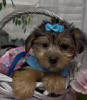 Layla, a female Yorkshire Terrier and Shorkie for sale in Sellersburg, IN – 4 of 10
