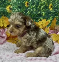 Godiva - Chocolate merle, a female Yorkshire Terrier and Shorkie for sale in Sellersburg, IN – 3 of 6
