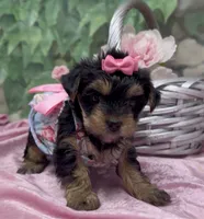 Ophelia, a female Yorkshire Terrier and Shorkie for sale in Sellersburg, IN – 2 of 8