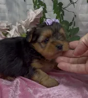 Lola, a female Yorkshire Terrier and Shorkie for sale in Sellersburg, IN – 1 of 5