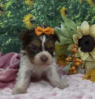 Teacup Daisy, a female Yorkshire Terrier and Shorkie for sale in Sellersburg, IN – 4 of 7