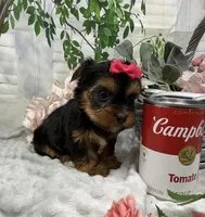 Belle, a female Yorkshire Terrier and Shorkie for sale in Sellersburg, IN – Photo 6 of 7