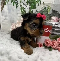 Belle, a female Yorkshire Terrier and Shorkie for sale in Sellersburg, IN – Photo 7 of 7