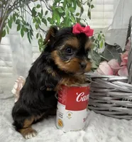 Belle, a female Yorkshire Terrier and Shorkie for sale in Sellersburg, IN – Photo 3 of 7