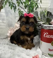 Belle, a female Yorkshire Terrier and Shorkie for sale in Sellersburg, IN – Photo 2 of 7