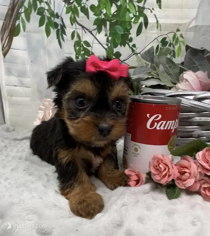 Belle – Yorkshire Terrier, Shorkie puppy for sale in Sellersburg, IN