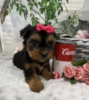 Belle, a female Yorkshire Terrier and Shorkie for sale in Sellersburg, IN – Photo 1 of 7