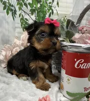 Belle, a female Yorkshire Terrier and Shorkie for sale in Sellersburg, IN – Photo 5 of 7
