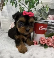 Belle, a female Yorkshire Terrier and Shorkie for sale in Sellersburg, IN – Photo 4 of 7