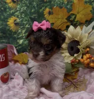 Teacup Jasmine , a female Yorkshire Terrier and Shorkie for sale in Sellersburg, IN – 4 of 7