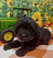 Onyx, a male Yorkipoo and Yorkshire Terrier for sale in Sellersburg, IN – 10 of 10