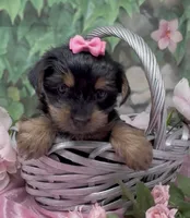Princess , a female Yorkshire Terrier and Shorkie for sale in Sellersburg, IN – 2 of 10