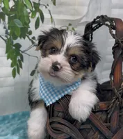 Harley, a male Yorkshire Terrier and Shorkie for sale in Sellersburg, IN – 4 of 10