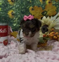 Teacup Jasmine , a female Yorkshire Terrier and Shorkie for sale in Sellersburg, IN – 7 of 7