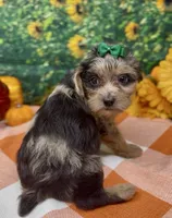 Rhianna -BlackBerry merle, a female Yorkipoo and Yorkshire Terrier for sale in Sellersburg, IN – 2 of 9