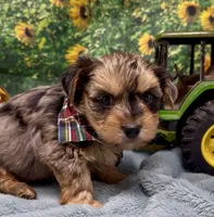 Rocco - blue merle, a male Yorkshire Terrier and Shorkie for sale in Sellersburg, IN – 7 of 9