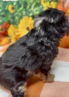 Layla - BlackBerry merle , a female Yorkipoo and Yorkshire Terrier for sale in Sellersburg, IN – 4 of 9