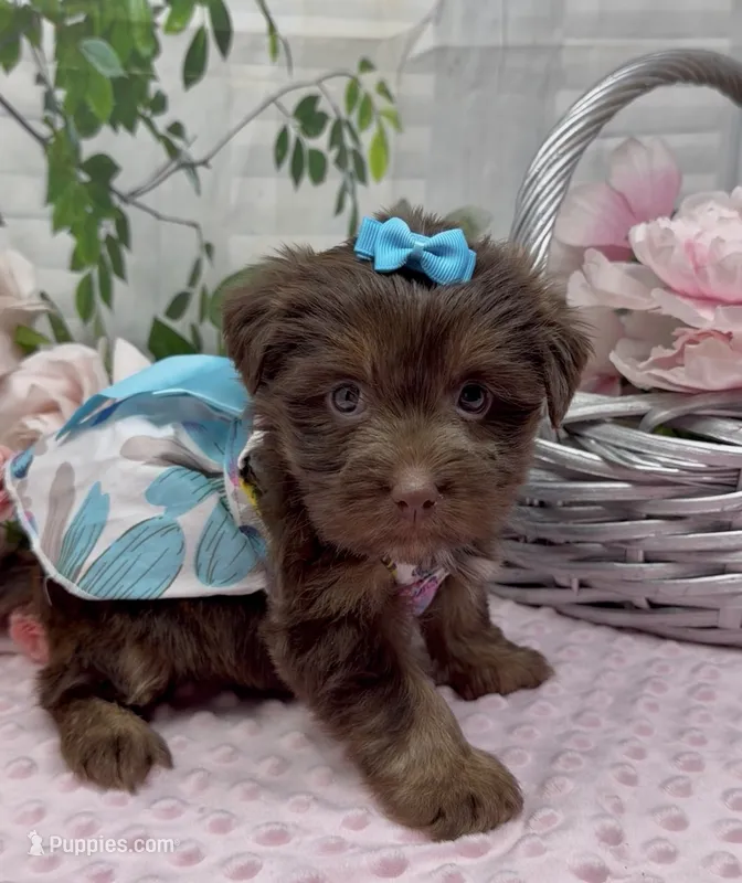 Coco Chanel – Yorkshire Terrier, Shorkie puppy for sale in Sellersburg, IN