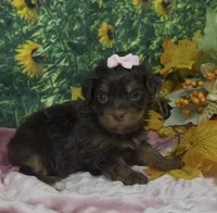 Tiny Ariel -(chocolate), a female Yorkshire Terrier and Shorkie for sale in Sellersburg, IN – 2 of 7