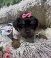 Princess , a female Yorkshire Terrier and Shorkie for sale in Sellersburg, IN – 5 of 5