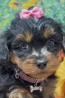 Layla - BlackBerry merle , a female Yorkipoo and Yorkshire Terrier for sale in Sellersburg, IN – 2 of 9