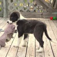 Cascade, a male Border Collie for sale in Douglass, KS – 5 of 7
