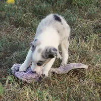 Ozzie, a male Border Collie for sale in Douglass, KS – 3 of 8