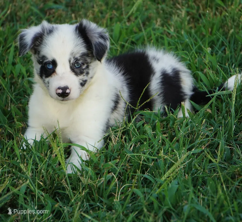Outlaw – Border Collie puppy for sale in Douglass, KS