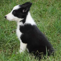 Isla, a female Border Collie for sale in Douglass, KS – 6 of 7