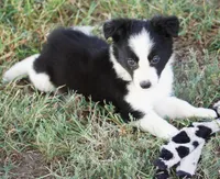 Orlando, a male Border Collie for sale in Douglass, KS – 7 of 9