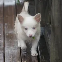 Trevor, a male Border Collie for sale in Douglass, KS – 3 of 6