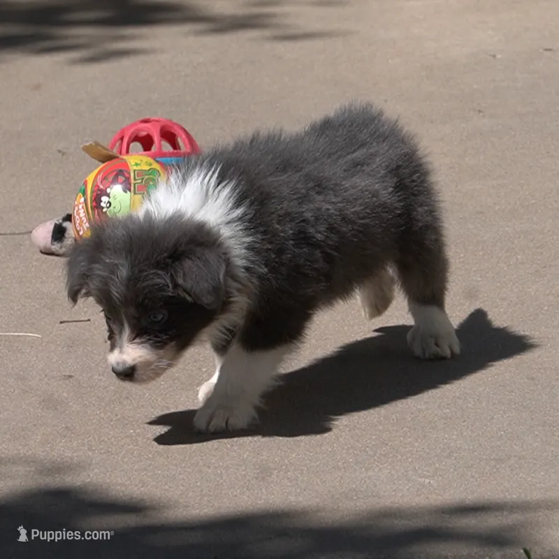 Cascade – Border Collie puppy for sale in Douglass, KS